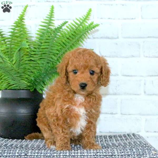 Rusty, Mini Goldendoodle Puppy