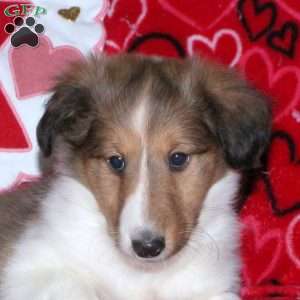 Rusty, Sheltie Puppy