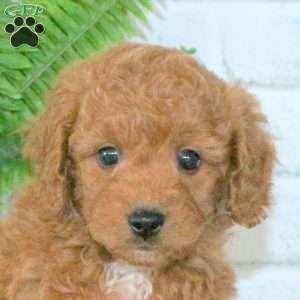 Rusty, Mini Goldendoodle Puppy