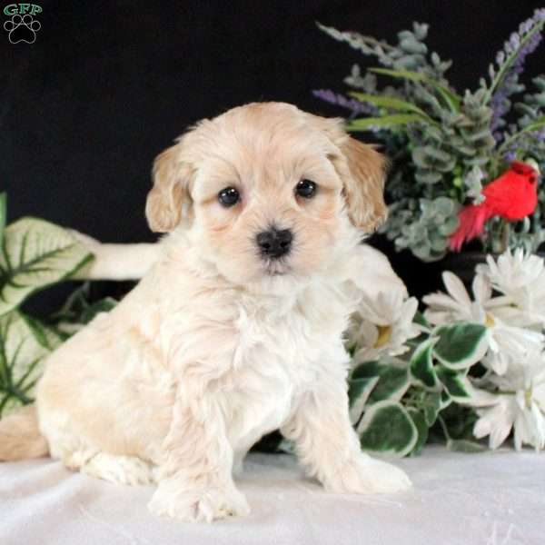 Rusty, Maltipoo Puppy