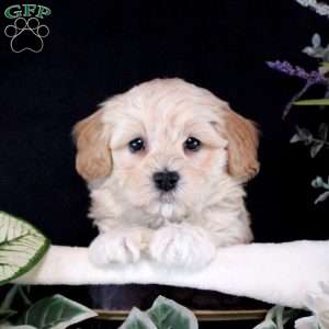 Rusty, Maltipoo Puppy