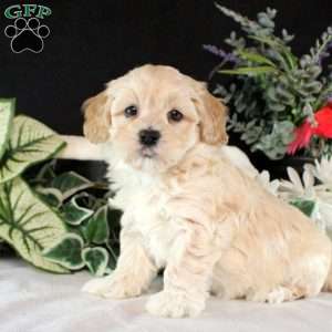 Rusty, Maltipoo Puppy