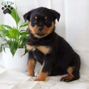 Ruth, Rottweiler Puppy