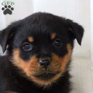 Ruth, Rottweiler Puppy