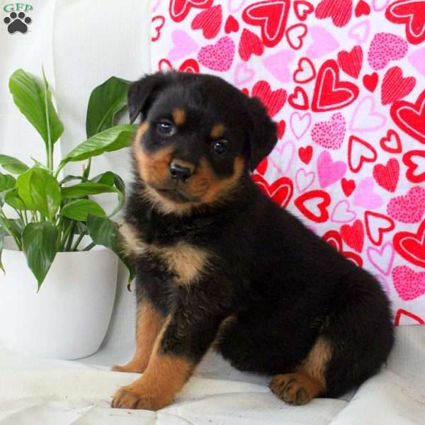 Ryan, Rottweiler Puppy