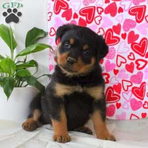 Ryan, Rottweiler Puppy