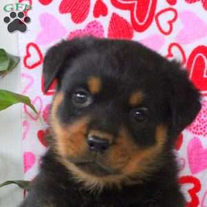 Ryan, Rottweiler Puppy