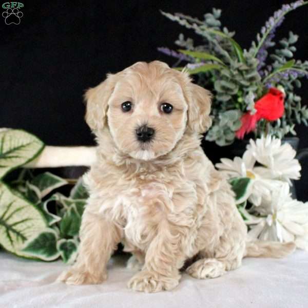 Ryan, Maltipoo Puppy