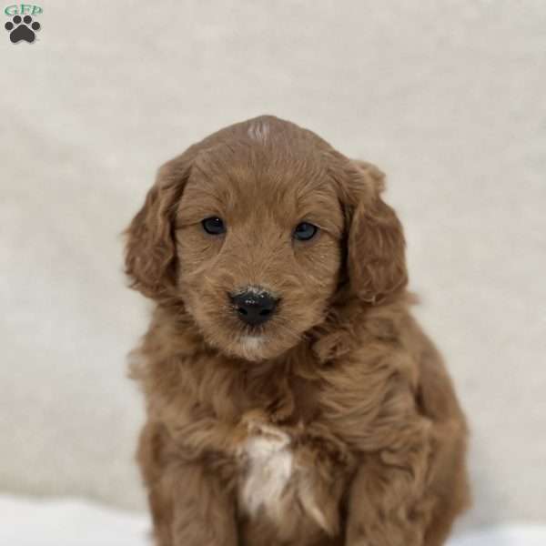 Ryan, Mini Goldendoodle Puppy