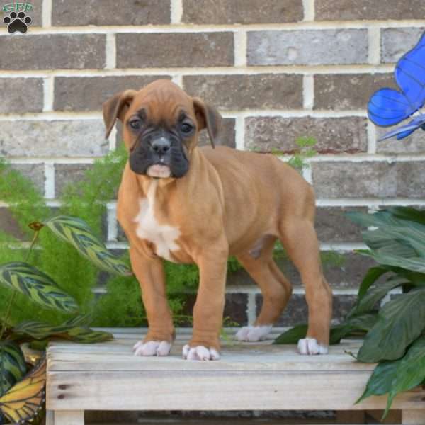 Ryder, Boxer Puppy