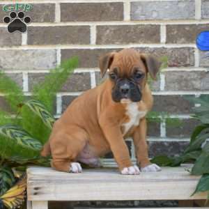 Ryder, Boxer Puppy