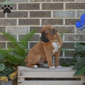 Ryder, Boxer Puppy