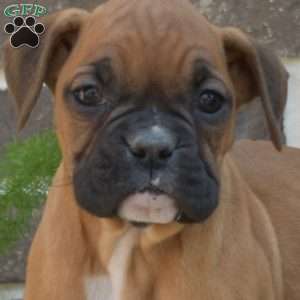 Ryder, Boxer Puppy