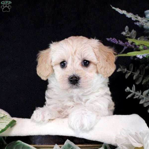 Ryker, Maltipoo Puppy