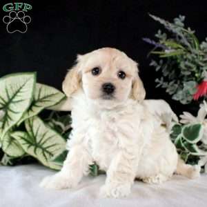 Ryker, Maltipoo Puppy