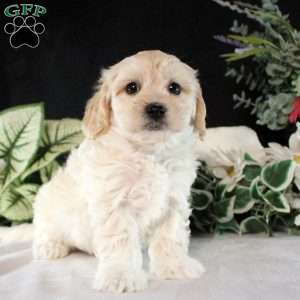 Ryker, Maltipoo Puppy