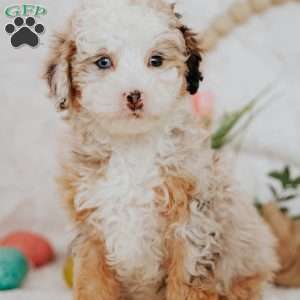 Sage, Mini Bernedoodle Puppy