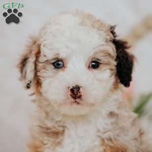 Sage, Mini Bernedoodle Puppy