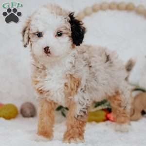 Sage, Mini Bernedoodle Puppy