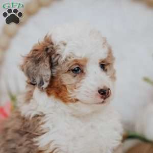 Scout, Mini Bernedoodle Puppy