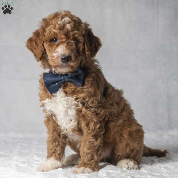 Tiger, Mini Goldendoodle Puppy