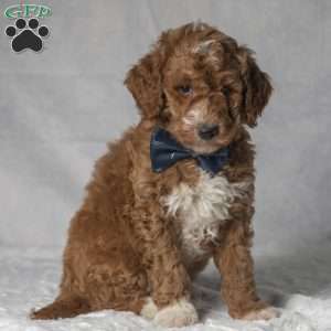 Tiger, Mini Goldendoodle Puppy