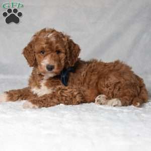 Tiger, Mini Goldendoodle Puppy