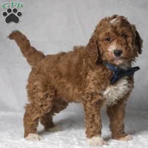 Tiger, Mini Goldendoodle Puppy