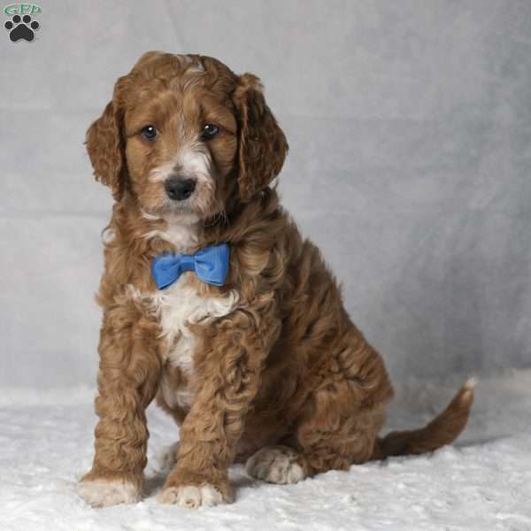 Timber, Mini Goldendoodle Puppy