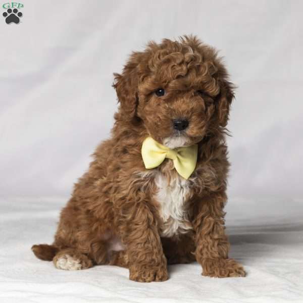 Tommy, Mini Goldendoodle Puppy