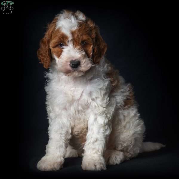 Trig, Mini Goldendoodle Puppy