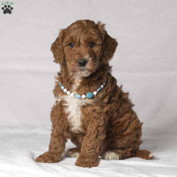 Trudy, Mini Goldendoodle Puppy