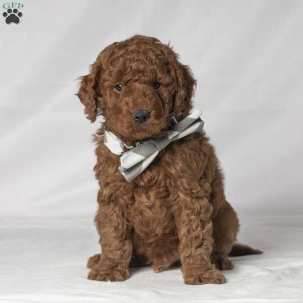 Tucker, Mini Goldendoodle Puppy