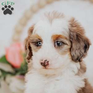 Stella, Mini Bernedoodle Puppy