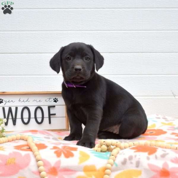 Sadie, Labrador Mix Puppy