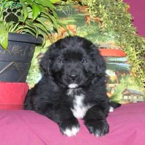 Sadie, Newfoundland Puppy