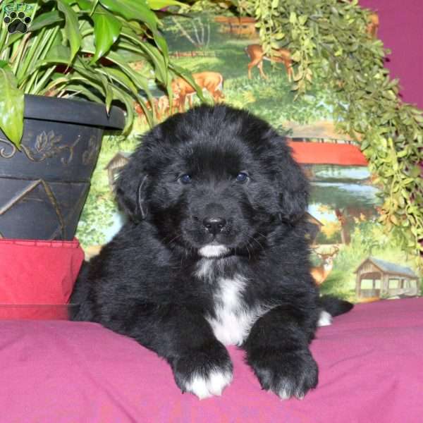 Sadie, Newfoundland Puppy