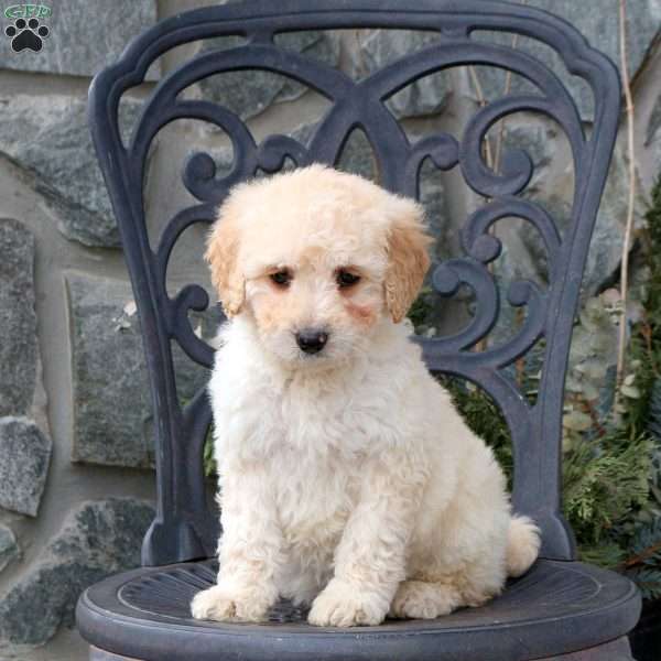 Sadie, Mini Goldendoodle Puppy