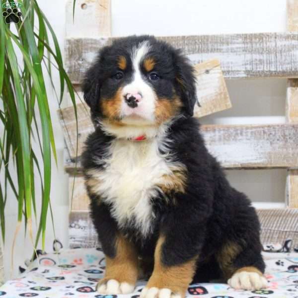 Sadie, Bernese Mountain Dog Puppy