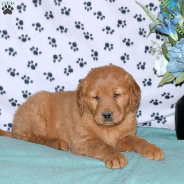 Sadie, Golden Retriever Puppy