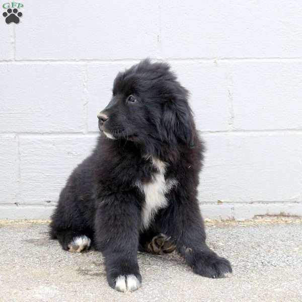 Sadie, Newfoundland Puppy