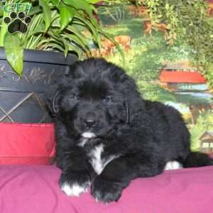 Sadie, Newfoundland Puppy