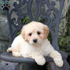 Sadie, Mini Goldendoodle Puppy