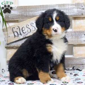 Sadie, Bernese Mountain Dog Puppy