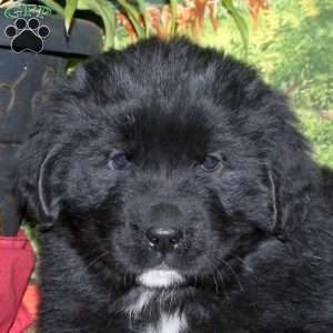 Sadie, Newfoundland Puppy