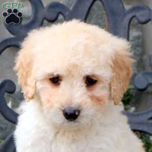 Sadie, Mini Goldendoodle Puppy