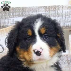 Sadie, Bernese Mountain Dog Puppy