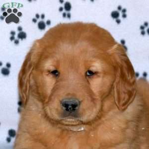 Sadie, Golden Retriever Puppy