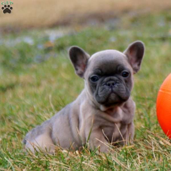 Sadie, French Bulldog Puppy