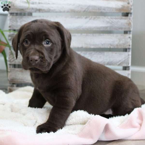 Sage, Chocolate Labrador Retriever Puppy